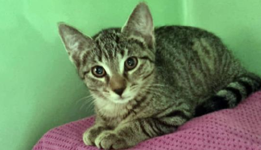 Findelkatze "Wendelin"